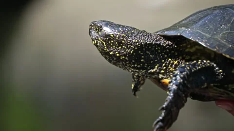 Turtle Crawls to the River on a Hot Summer Day Close-up Stock Footage 250239908