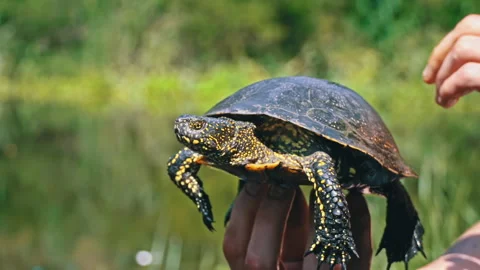 Turtle Crawls to the River on a Hot Summer Day Close-up Stock Footage 250240019