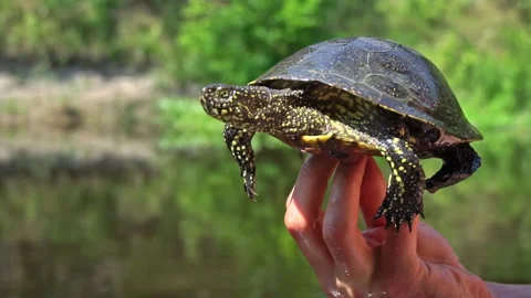 Turtle Crawls to the River on a Hot Summer Day Close-up Stock Footage 252201280