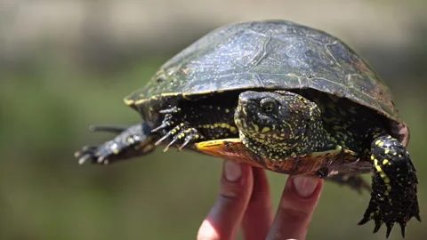 Turtle Crawls to the River on a Hot Summer Day Close-up Vídeo Stock 252201328