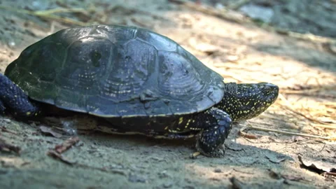 Turtle Crawls to the River on a Hot Summer Day Close-up Stock Footage 252201523