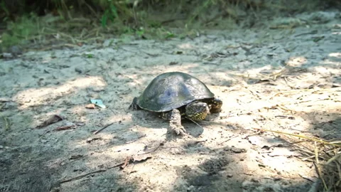 Turtle Crawls to the River on a Hot Summer Day Close-up Stock Footage 252201654