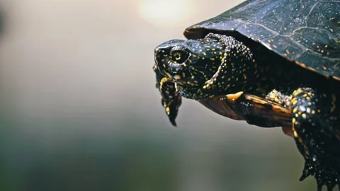 Turtle Crawls to the River on a Hot Summer Day Close-up Stock Footage 252889657