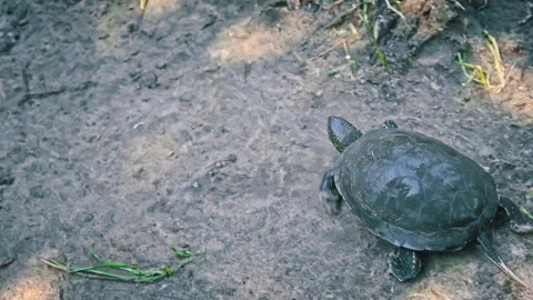 Turtle Crawls to the River on a Hot Summer Day Close-up Stock Footage 252889872