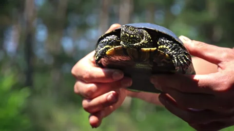 Turtle Crawls to the River on a Hot Summer Day Close-up Stock Footage 256096956