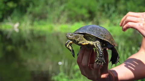 Turtle Crawls to the River on a Hot Summer Day Close-up Stock Footage 256097148