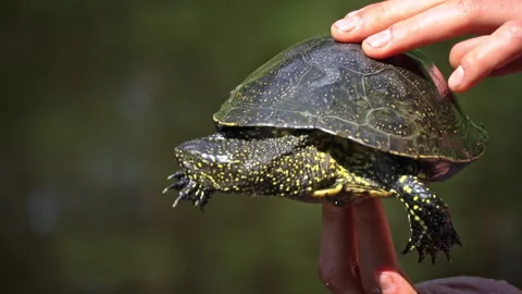 Turtle Crawls to the River on a Hot Summer Day Close-up Stock Footage 256097162