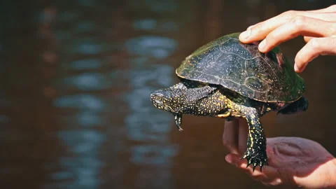 Turtle Crawls to the River on a Hot Summer Day Close-up Stock Footage 256097639