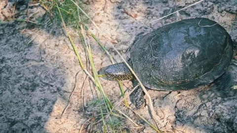 Turtle Crawls to the River on a Hot Summer Day Close-up Stock Footage 256097823