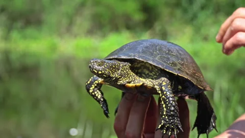 Turtle Crawls to the River on a Hot Summer Day Close-up Stock Footage 256166571