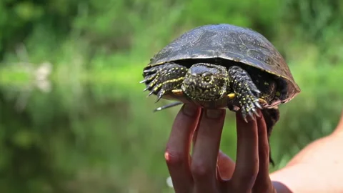 Turtle Crawls to the River on a Hot Summer Day Close-up Stock Footage 256166617