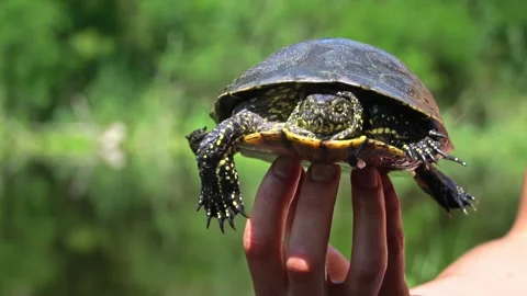 Turtle Crawls to the River on a Hot Summer Day Close-up Stock Footage 256166679