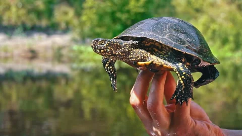 Turtle Crawls to the River on a Hot Summer Day Close-up Stock Footage 256166875