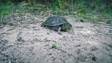 Turtle Crawls to the River on a Hot Summer Day Close-up Stock Footage 256166993