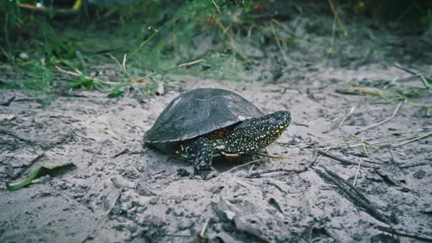 Turtle Crawls to the River on a Hot Summer Day Close-up Stock Footage 256167027