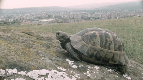 Turtle crawls on a stone against the background of a big city Stock Footage 133816570