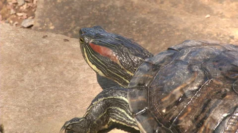 Turtle creeps Stock Footage 62754312