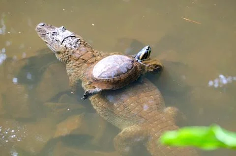 Turtle with crocodile Stock Photos