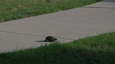 A turtle crosses the recreation path at Exploration Green in Clear Lake, Houston Stock-Footage 201487251