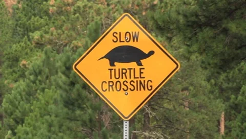 Turtle Crossing 1 Stock Footage 8632140