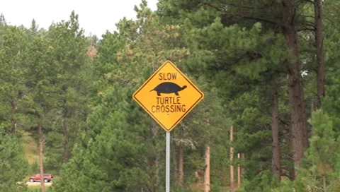 Turtle Crossing 2 Stock Footage 8632123
