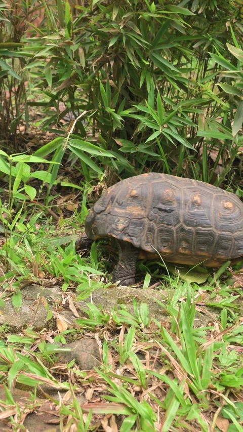 Turtle crossing frame slowly. 動画素材 330215238