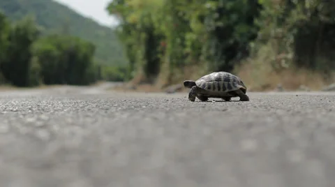 Turtle crossing the road Stock Footage 26186135