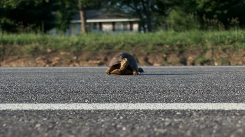 Turtle crossing the road Stock Footage