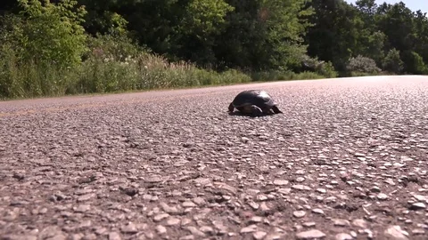 Turtle crossing the road Stock Footage 83083767