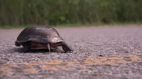 Turtle crossing the road Stock Footage 83083781