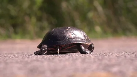 Turtle crossing the road Stock Footage 83083797