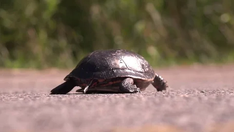 Turtle crossing the road Stock Footage 83083803