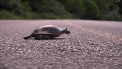 Turtle crossing the road Stock Footage 83083815