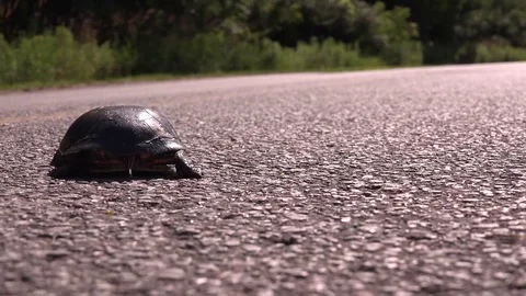 Turtle crossing the road Stock Footage 83083817