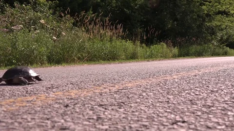 Turtle crossing the road Stock Footage 83083820