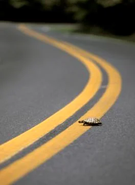 Turtle crossing road Stock Photos