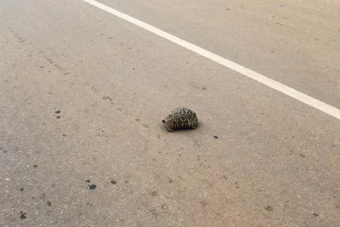 Turtle crossing the road Stock Photos