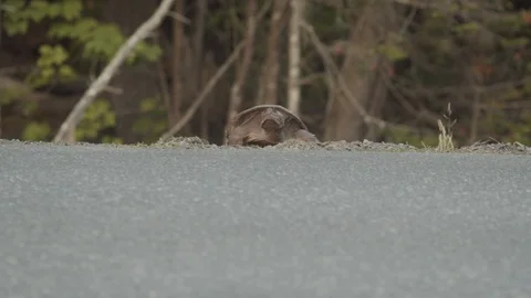 Turtle crossing the road with traffic passing in summer, 4k Stock Footage 111933668
