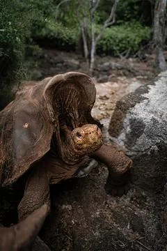 Turtle crossing a stream in a natural forest setting Stock Photos
