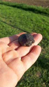 Turtle cubs. A small man with small shell. Stock Photos
