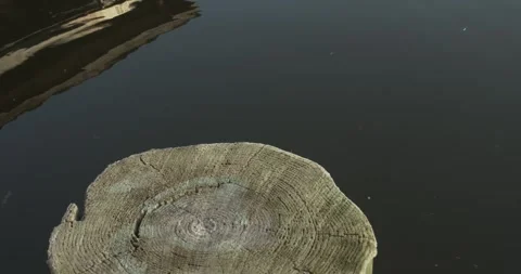 Turtle by a Cut Tree Stump Beside Dark Calm Water Video stock 340396950