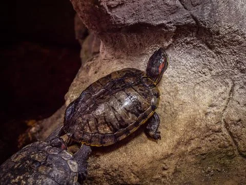 Turtle. A cute yellow turtle in its habitat. Detailed insect portrait with so Stock Photos
