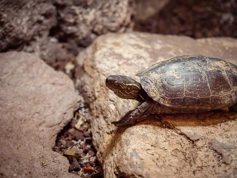 Turtle. A cute yellow turtle in its habitat. Detailed insect portrait with so Foto stock