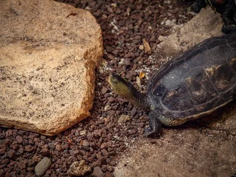 Turtle. A cute yellow turtle in its habitat. Detailed insect portrait with so Stock Photos