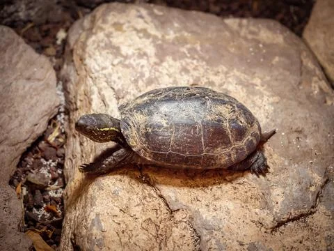 Turtle. A cute yellow turtle in its habitat. Detailed insect portrait with so Stock Photos