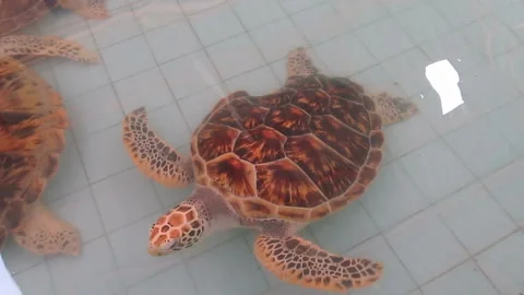 Turtle with damaged shell swims in the pool in the nursery Stock Footage 140705722