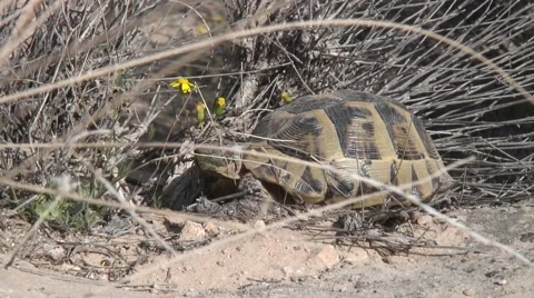 Turtle in Dana Stock Footage 4270081