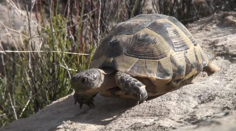 Turtle Dana nature reserve Stock Footage 4277394