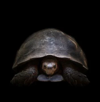 Turtle in the dark Foto stock