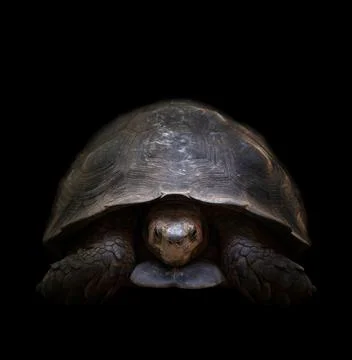 Turtle in the dark Stock Photos